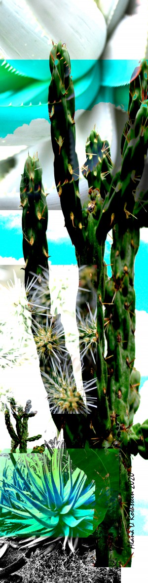 Cactus One